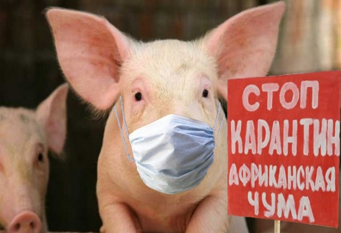 Опасность заражения Африканской чумой свиней