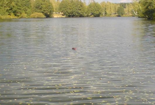 О безопасности на водных объектах.